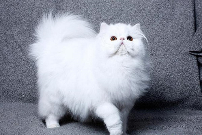Mèo Ba Tư có ngoại hình hấp dẫn và vô cùng xinh đẹp