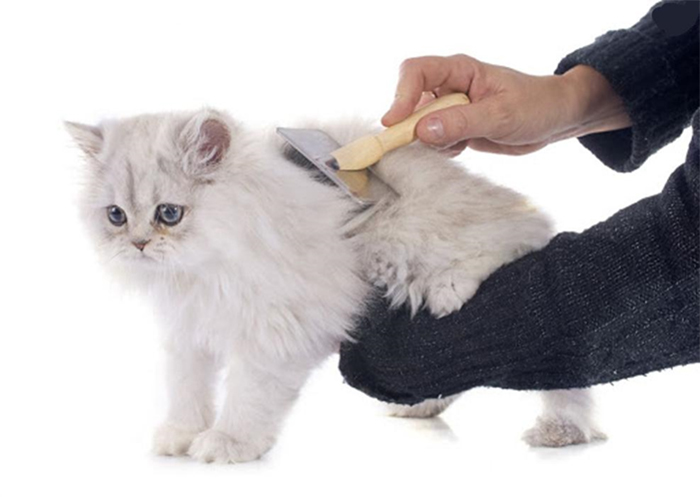 Chải lông thường xuyên để giữ cho bộ lông của mèo luôn mềm mại