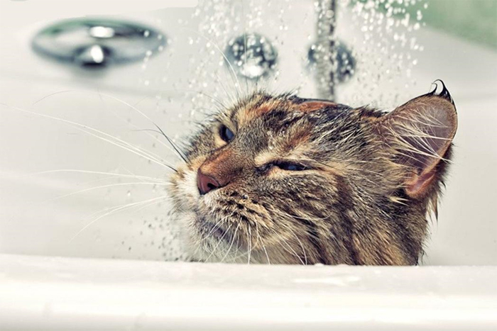 Mèo Ba Tư không cần tắm nhiều nhưng mỗi lần tắm thì chúng cần tắm. 