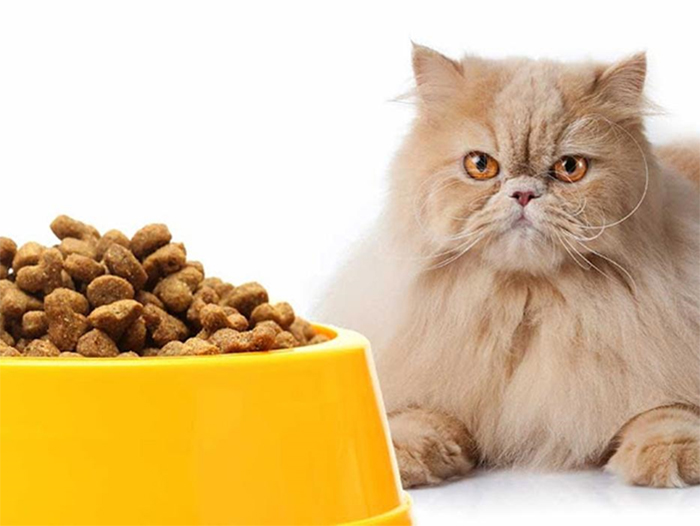 Cung cấp đầy đủ thức ăn cho mèo Ba Tư