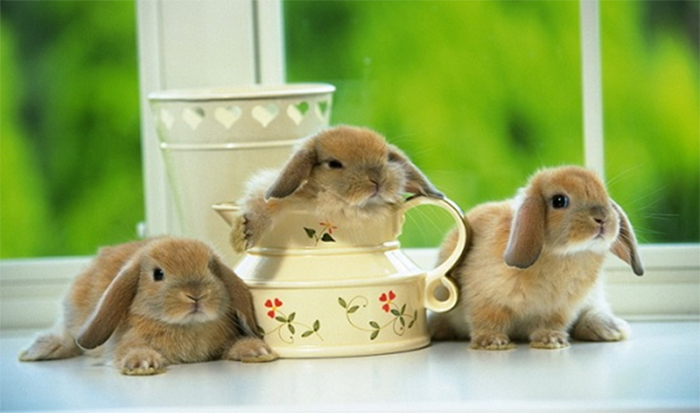 Bạn nên chọn những con thỏ từ hai tháng tuổi trở lên