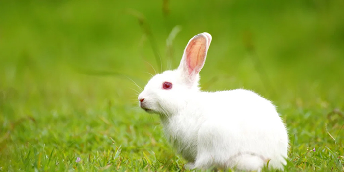 Chuồng thỏ nên có kích thước tương đối để thỏ phát triển, đồng thời vẫn có chỗ cho thỏ nghỉ ngơi.