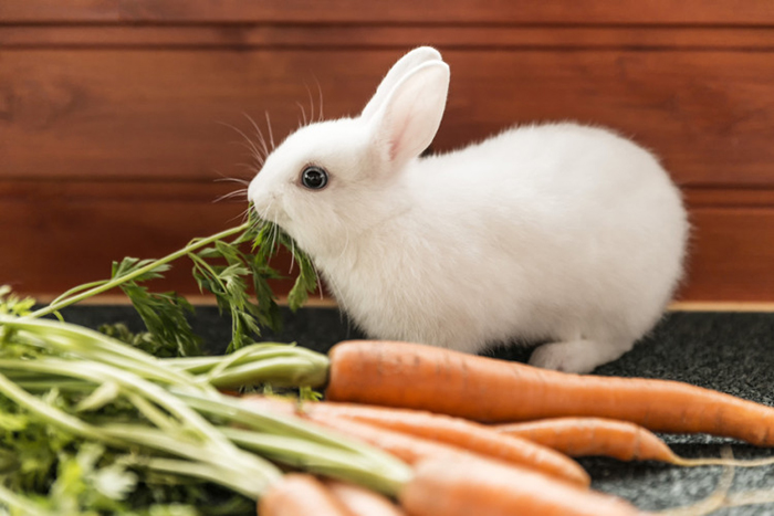Không cho thỏ ăn quá nhiều cà rốt