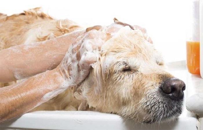 Tắm rửa sạch sẽ cho chó trước khi tiêm tại nhà