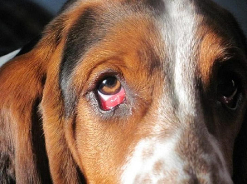 Nên làm gì khi chó bị đau mắt? Cách phòng tránh tốt nhất