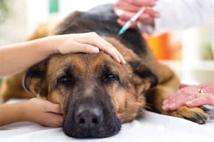Đưa chó đến bác sĩ thú y để điều trị kịp thời khi bạn nhận thấy dấu hiệu của bệnh ghẻ