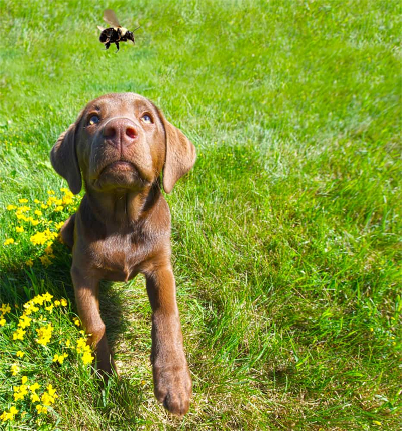 Xử lý chó bị ong đốt: Làm thế nào để giúp chú chó của bạn thoát khỏi nỗi đau vì bị ong đốt? Xem hình ảnh này để tìm hiểu những cách xử lý hiệu quả nhất nhé.