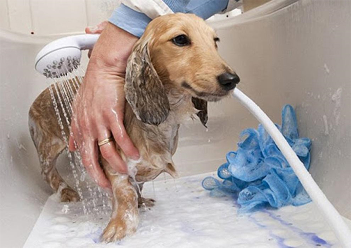 tắm rửa chó thường xuyên tránh chó bị tiêu chảy