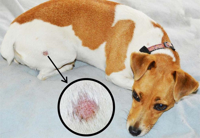 Cách xử lý khi chó bị viêm da và cách phòng tránh hiệu quả
