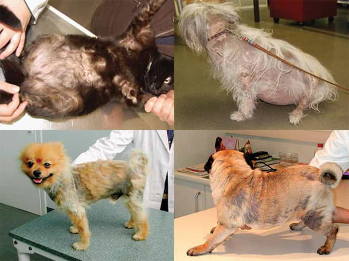 Chó bị viêm da rất dễ nhận biết qua các dấu hiệu bất thường trên da