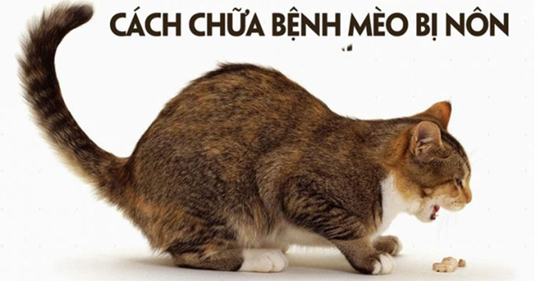 Xem hình mèo nôn để thấy sự dễ thương của chúng khi họ đang bị khó chịu. Chắc chắn sẽ làm bạn cười và cảm thấy vui vẻ hơn.