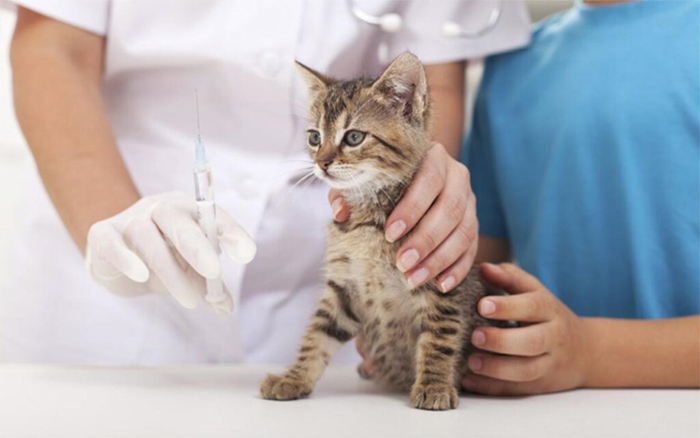 Khi nôn nhiều, ra dịch vàng cần đưa mèo đi khám thú y