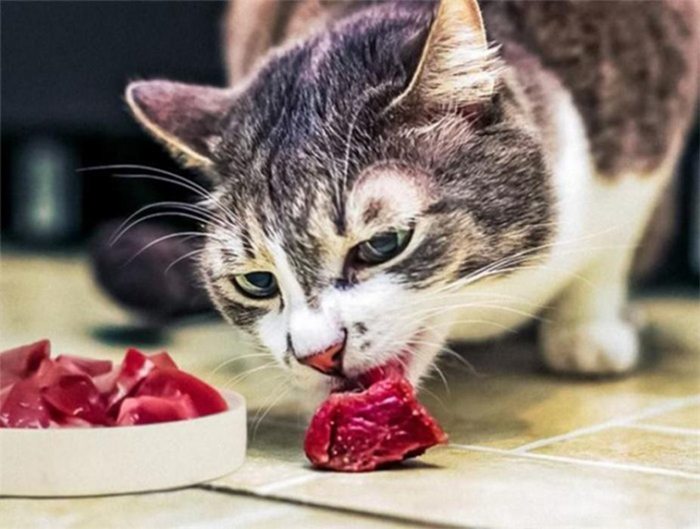 Thay đổi thức ăn cho mèo từ từ để tránh nôn trớ