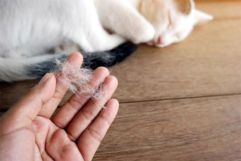 Mèo bị rụng lông chữa sao cho nhanh hết hoặc giảm thiểu bớt?