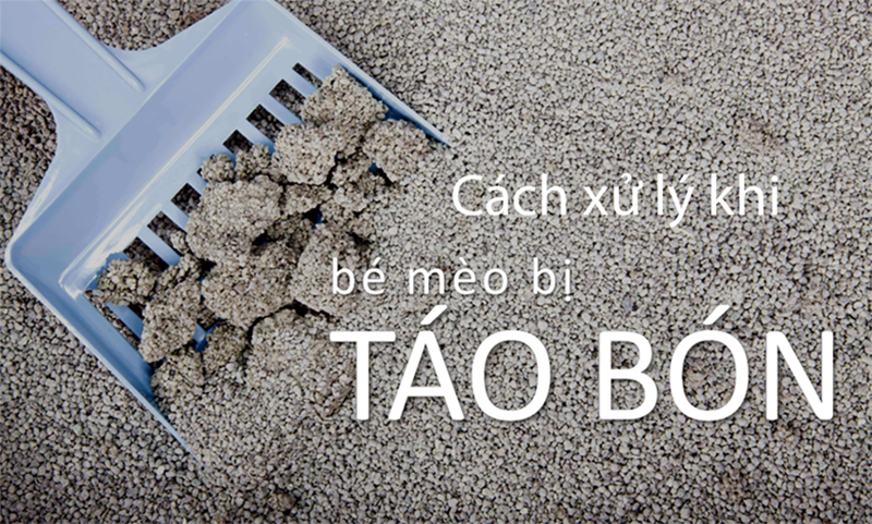 Có thuốc nhuận tràng nào dành cho mèo không?