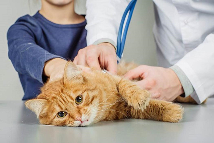 Con mèo của bạn bị táo bón nghiêm trọng và cần được đưa đến bác sĩ thú y ngay lập tức
