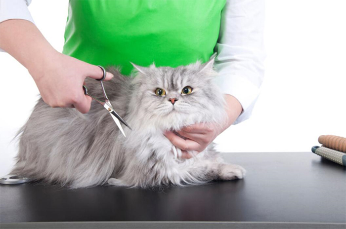 Cắt tỉa lông thường xuyên để tránh lông mắc vào ruột mèo