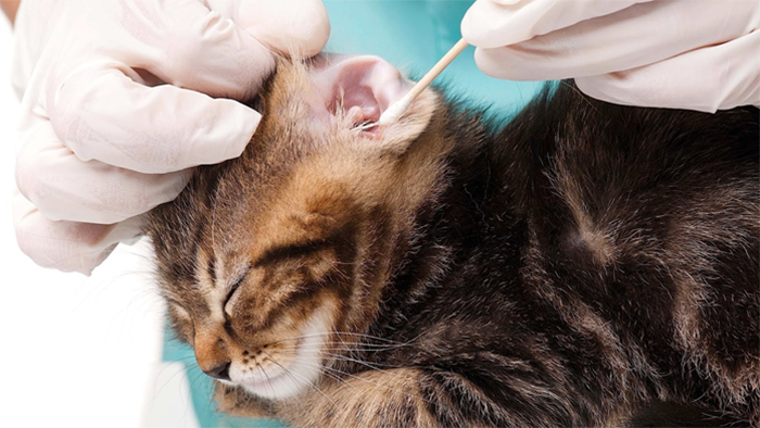 Làm sạch tai bị viêm trong cho mèo