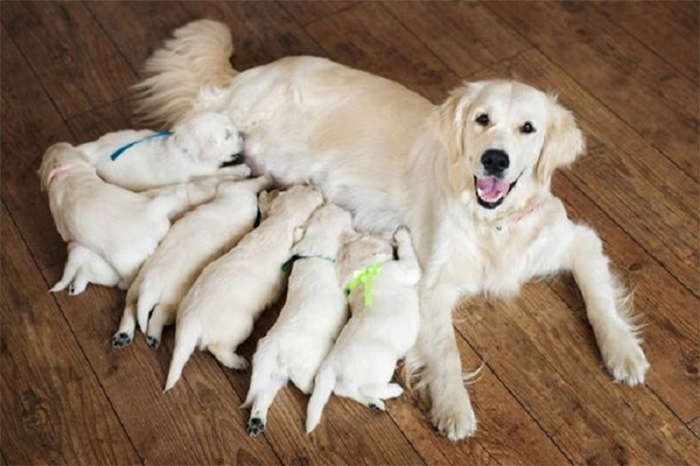 Trong quá trình mang thai và sinh nở, bạn cần dành nhiều thời gian chăm sóc cho chú chó của mình