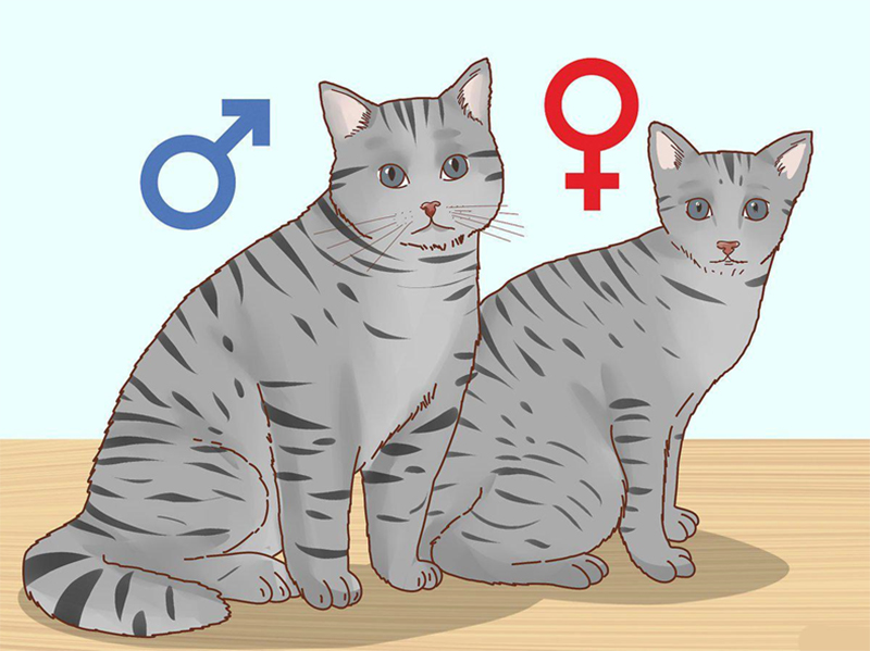 Mèo tam thể là gì Tại sao mèo tam thể đa số là giống cái