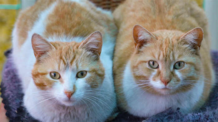 Mèo đực thường gần chủ hơn mèo cái