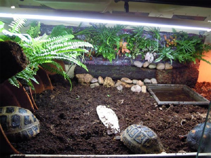 Một không gian nuôi rùa đẹp mà bạn có thể tham khảo