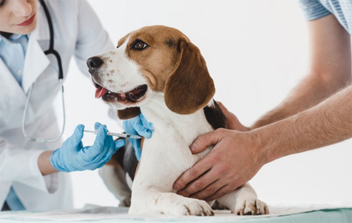Tiêm phòng là cách tốt nhất để ngăn ngừa bệnh cho chú chó của bạn 