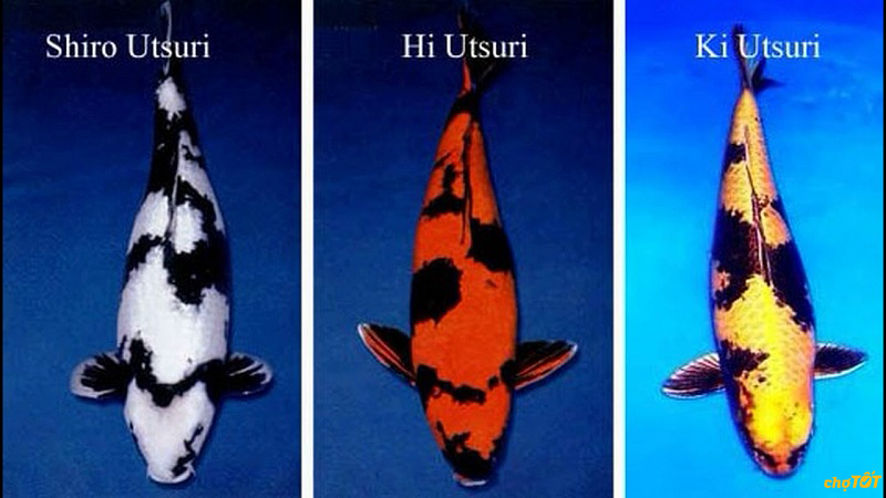 Cá koi Shiro Utsuri