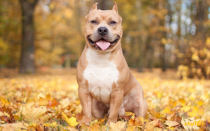 Mặc dù hung dữ và hiếu chiến nhưng chó Pitbull rất trung thành với chủ nhân
