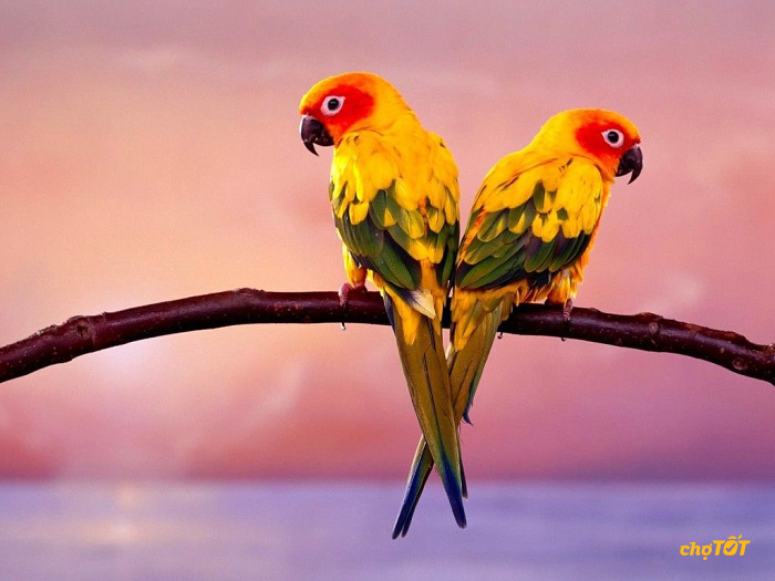 Chim Vẹt Xanh, Vẹt Yến Phụng Biết Nói Giỏi, Giá Rẻ Toàn quốc
