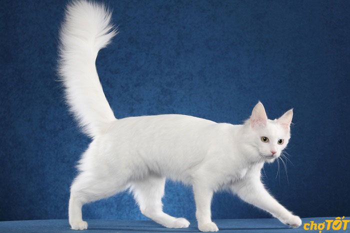 Vệ sinh và chải lông cho Mèo Nga lông dài