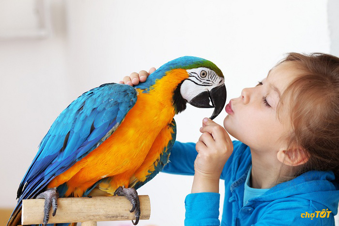 Đặc Điểm Của Vẹt Parrotlet, Cách Nuôi Vẹt Parrotlet Khoa Học - Yêu Chim