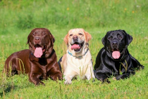 Chó Labrador – Người bạn thông minh và trung thành của mọi nhà