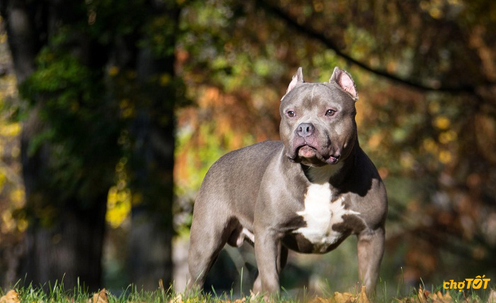 Chó Pitbull Pháp, Mỹ Thuần Chủng, Lai Đẹp, Thông Minh, Giá Rẻ