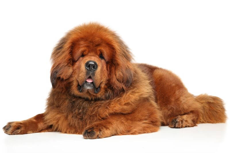 Chó Ngao Tây Tạng – Đắt giá và nhiều hiểm họa, có nên nuôi? chó ngao tây tạng