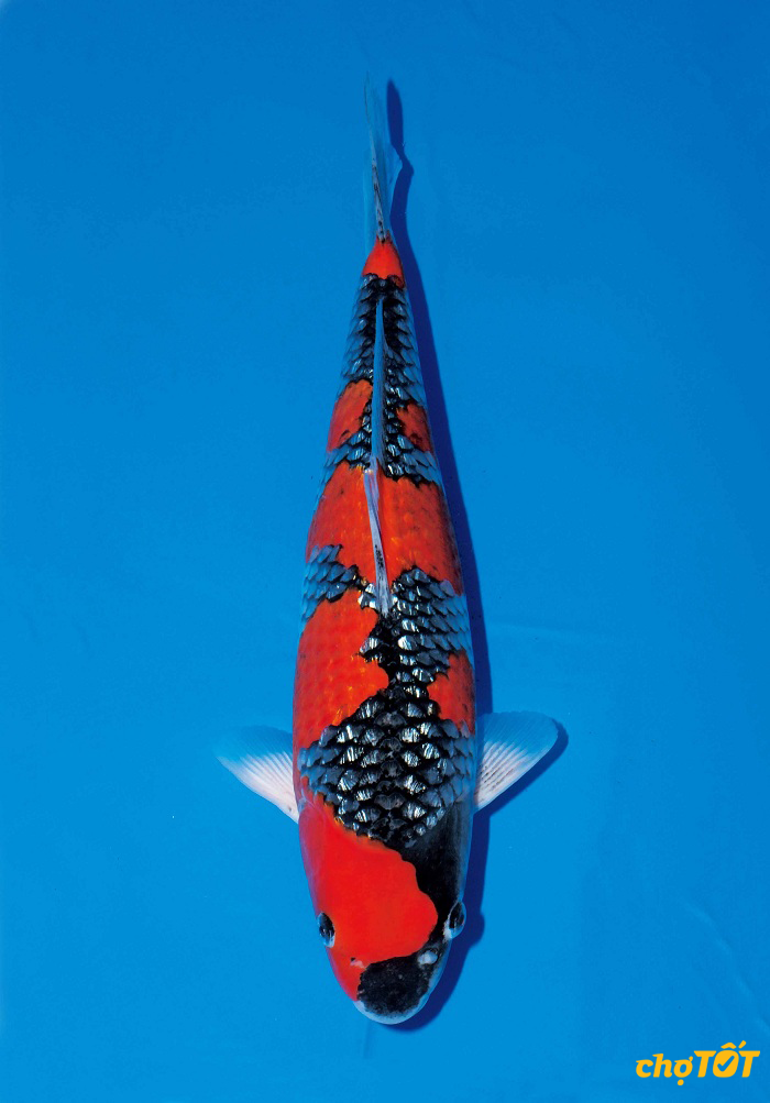 Cá Koi Goshiki