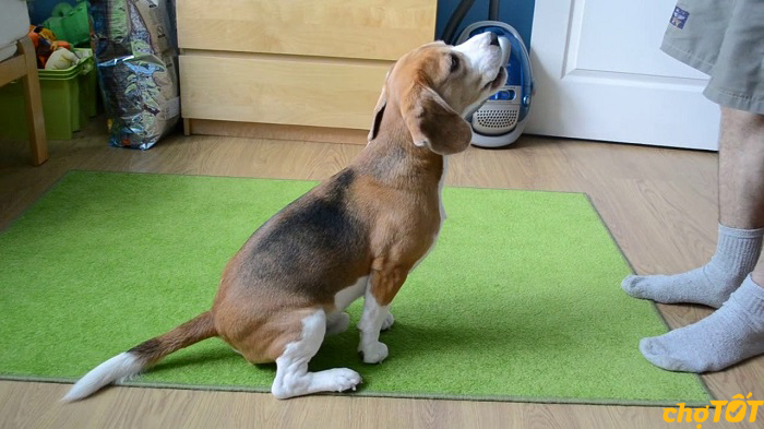 Huấn luyện chó Beagle