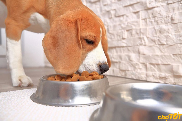 Dinh dưỡng cho chó Beagle