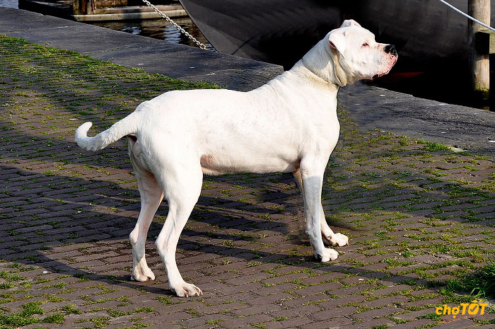 Nên huấn luyện chó Dogo ngay từ nhỏ