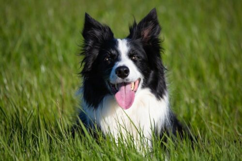 Chó Border Collie – Chó chăn cừu với nhiều đặc điểm ưu việt
