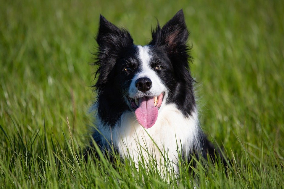 chú chó border collie màu đen trắng nằm trên bãi cỏ gương mặt tươi cười