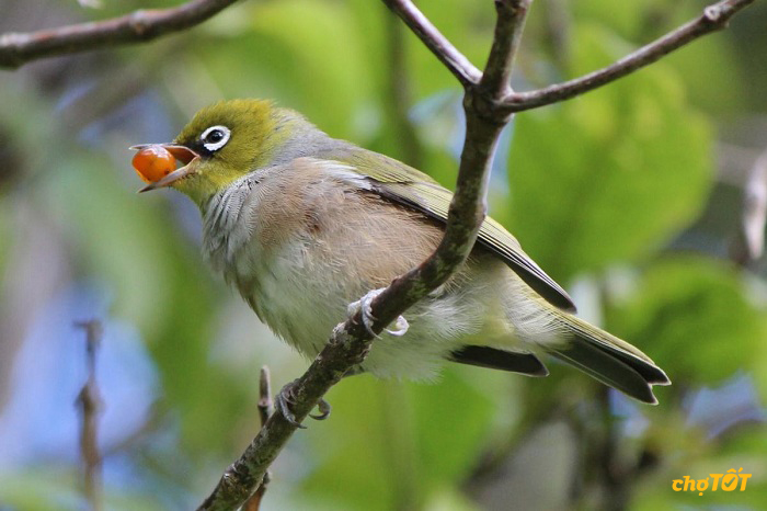 Chim Khuyên - tập tính đặc điểm và cách chăm sóc chim