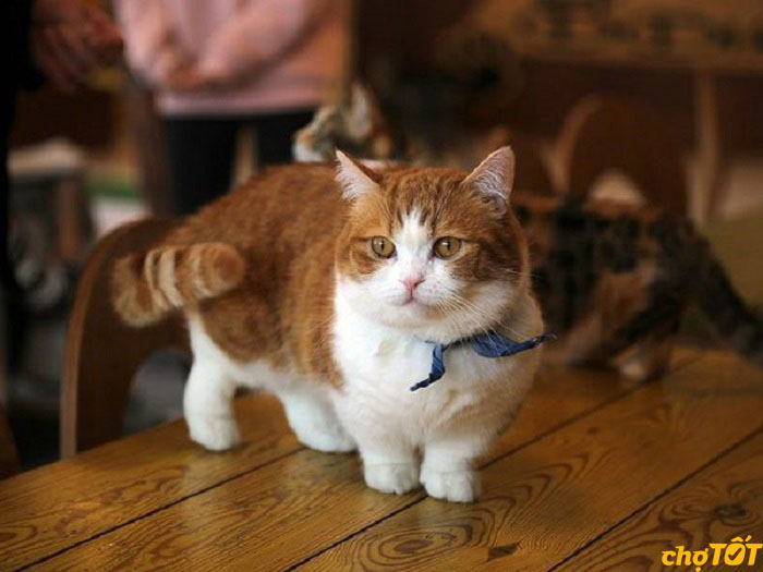 Mèo Munchkin Tabby, Bicolor Đẹp, Mèo Chân Ngắn Tai Cụp Giá Tốt
