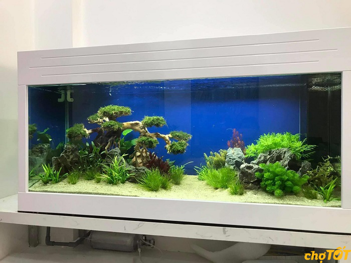 Bể cá cảnh thủy sinh