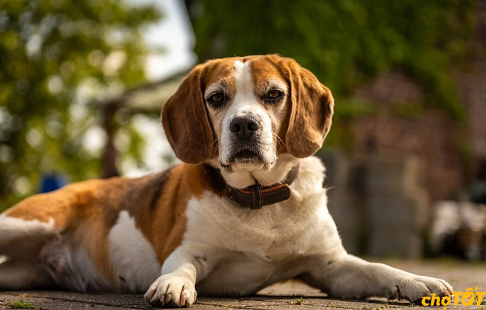 Mua bán chó Beagle thuần chủng tại Chợ Tốt