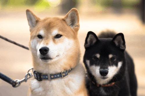 Chó Shiba có đặc điểm gì? Có nên nuôi chó Shiba không?