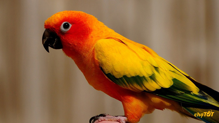 Chim Vẹt giá rẻ nhất là bao nhiêu? Những loại nào phổ biến?