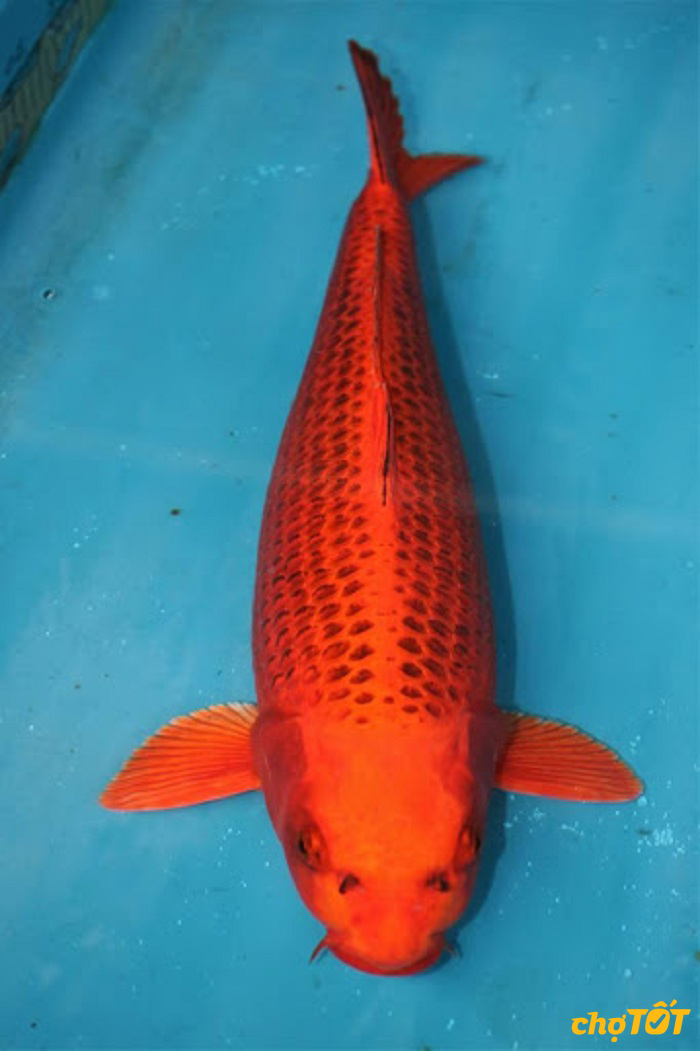 Cá Koi Hikarimuji