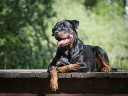Chó Rottweiler – Giống chó cho những người thích chinh phục