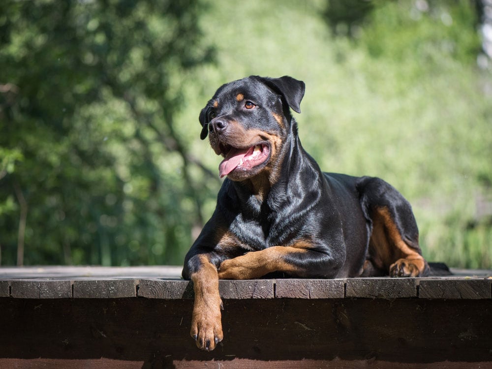 Chó Rottweiler - Giống chó cho những người thích chinh phục